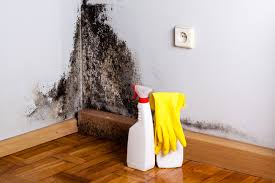 Reliable Fenton, MI Mold Removal Services Solutions